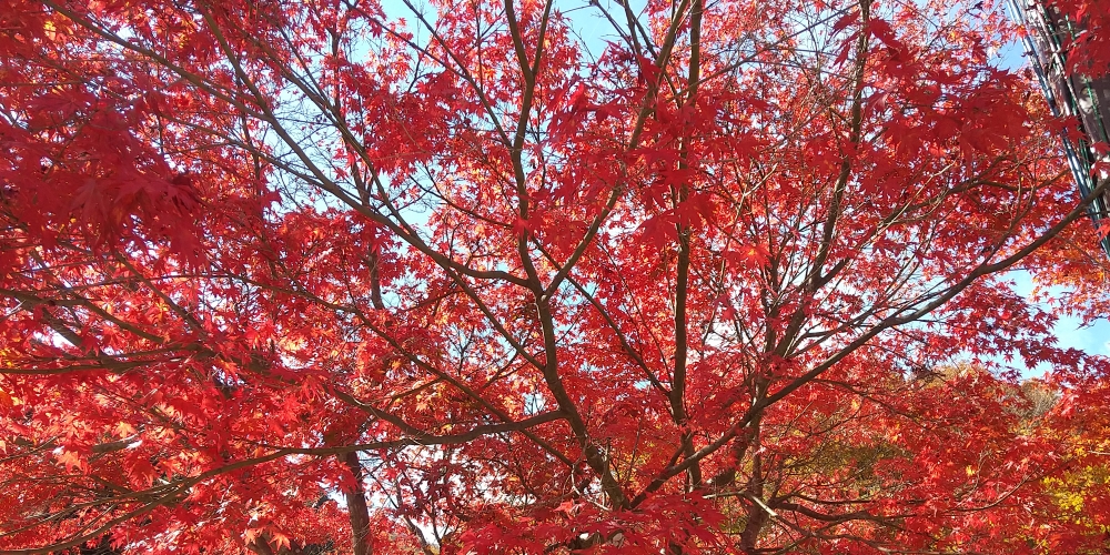 湯西川温泉 紅葉