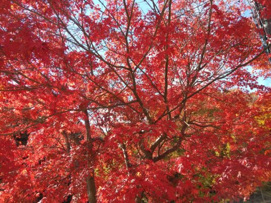 湯西川温泉紅葉